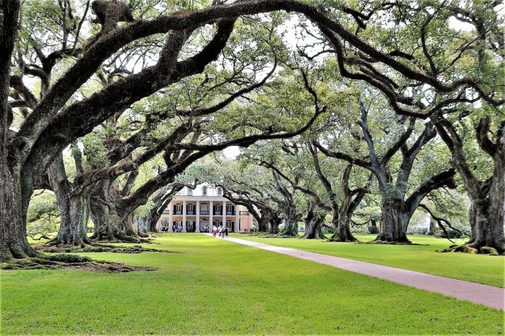 Plantacje w Luizjanie – Oak Alley i Rosedown 5 Oak Alley, Plantacje w Luizjanie