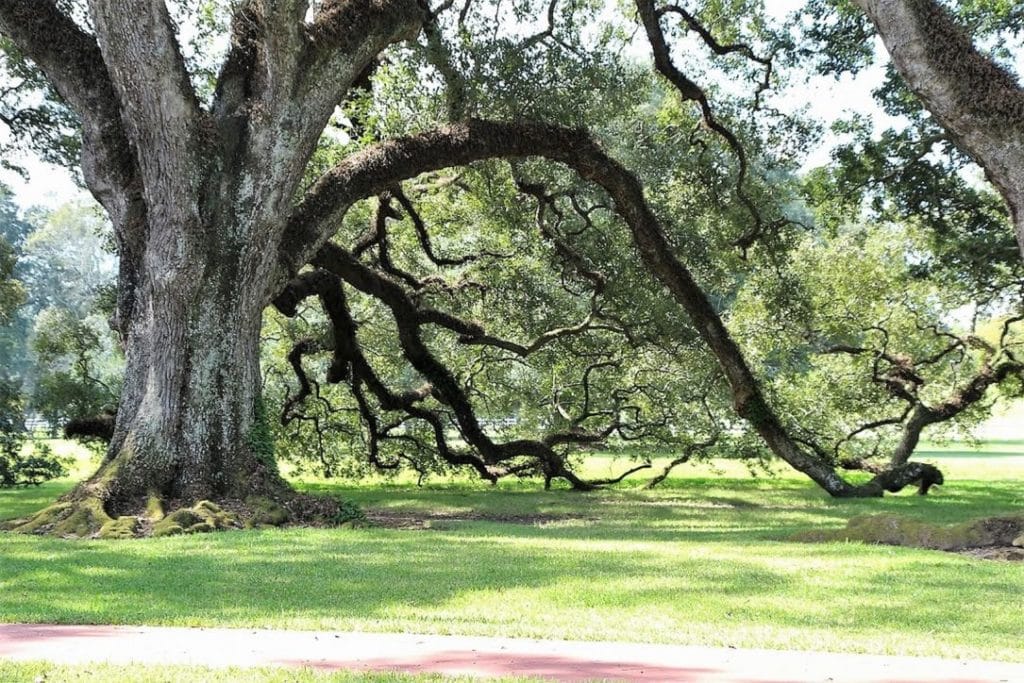 Plantacje w Luizjanie – Oak Alley i Rosedown 14 Plantacja Oak Alley Luizjana