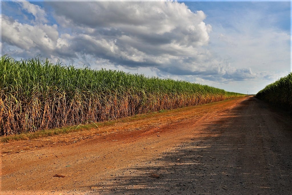 Plantacje w Luizjanie – Oak Alley i Rosedown 18 Trzcina cukrowa