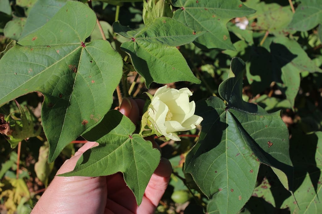 Plantacje w Luizjanie – Oak Alley i Rosedown 33 Bawełna Plantacje w Luizjanie