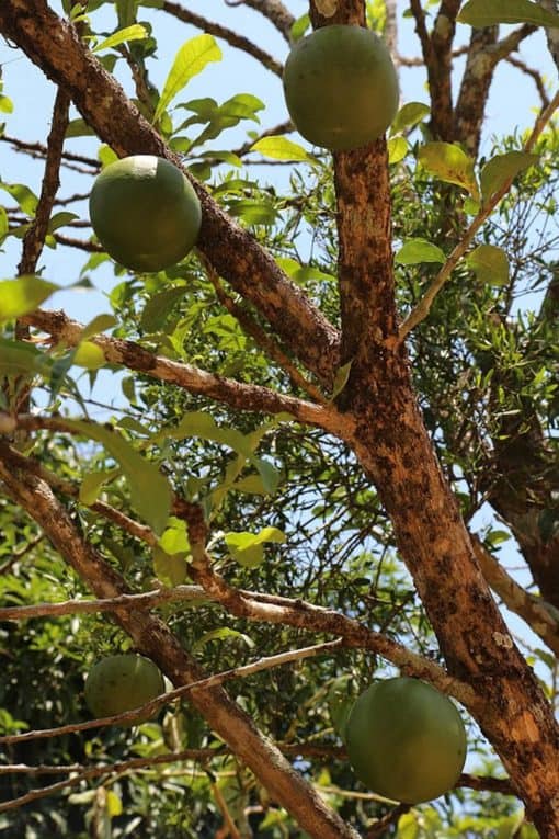 owoce-kalabasa-Panama