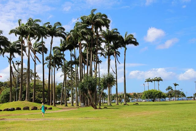 martynika la savanna