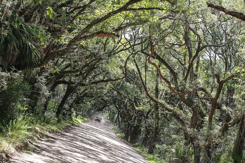 Forrest Gump z Beaufort 18 Edisto Island – gdie kreconoForresta Gumpa