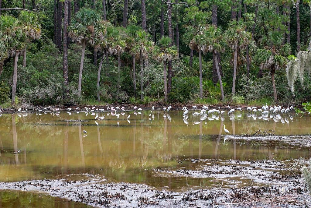 Forrest Gump z Beaufort 7 Hunting Island – filmowa dzungla z Forresta Gumpa 1