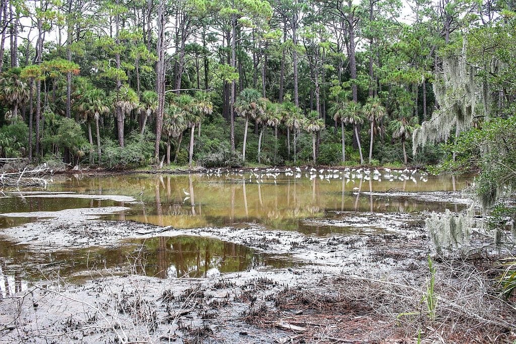 Forrest Gump z Beaufort 6 Hunting Island – filmowa dzungla z Forresta Gumpa