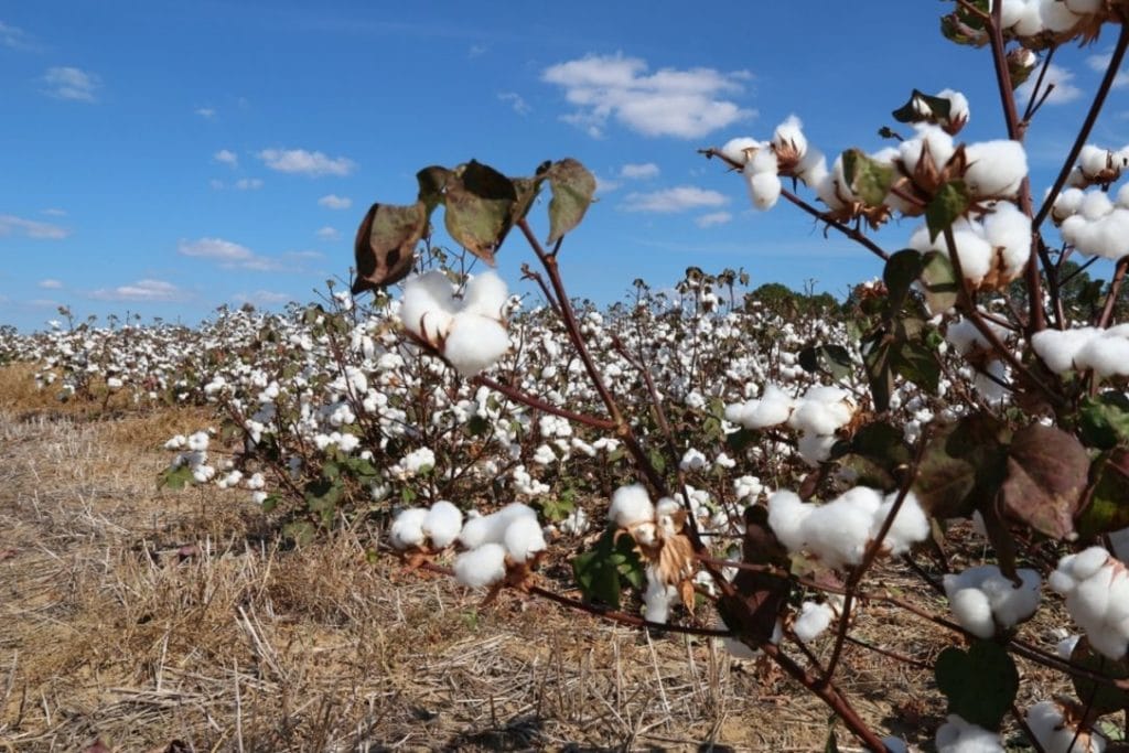 Bawełna. Luizjana.