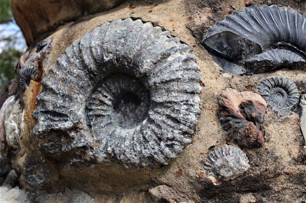 fosil guane colombia 1