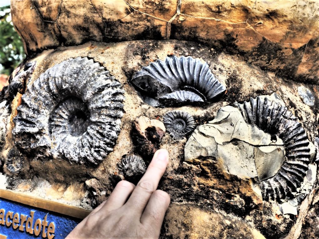 fosil guane colombia
