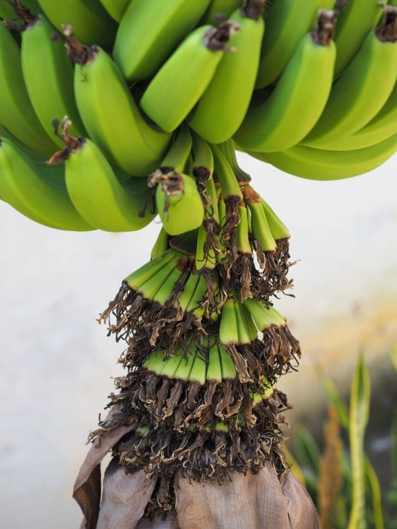 kwiat banana kolumbia