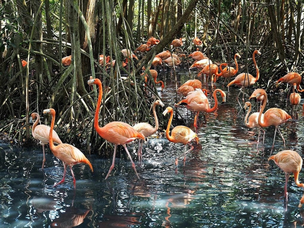 Ptaki Kolumbii 26 Flamingi Ptaki Kolumbii