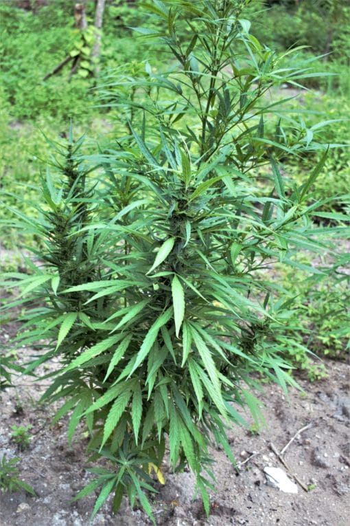 Bob Marley i Rastafarianie 11 ganja, Jamaica