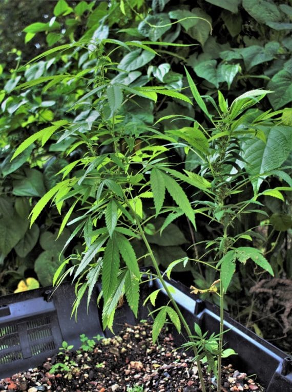 Bob Marley i Rastafarianie 12 ganja jamajca