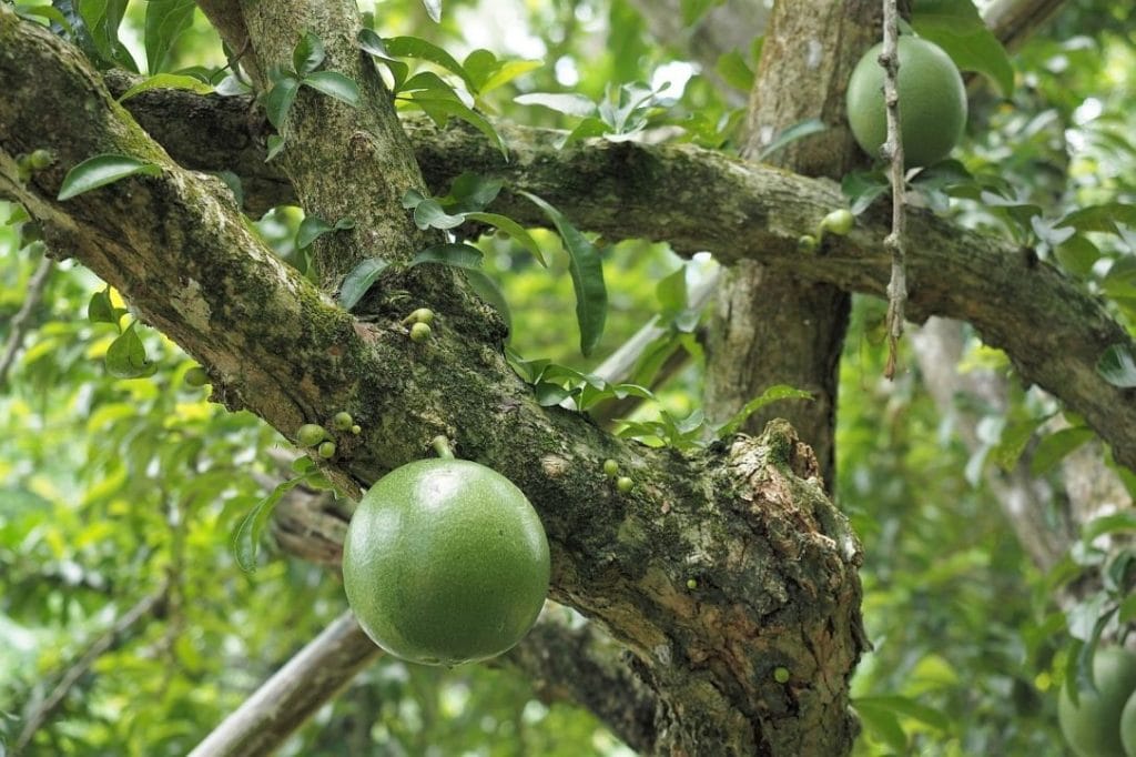 Co zobaczyć na Jamajce 23 calabash jamaica