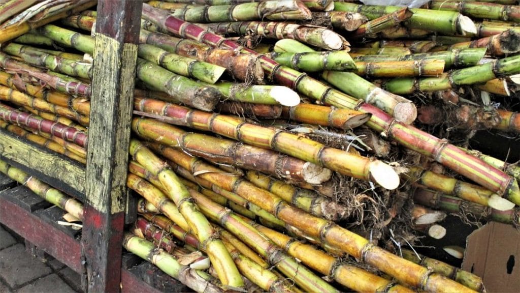 Plantacje w Luizjanie – Oak Alley i Rosedown 19 trzcina-cukrowa-Jamajka.