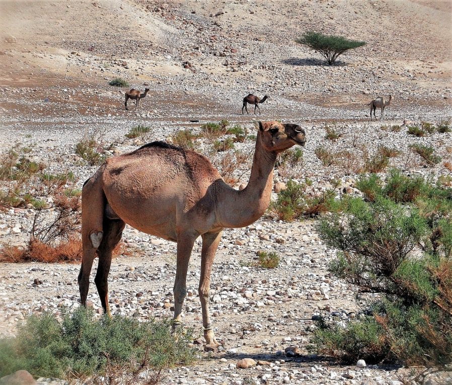 wielblady jordania