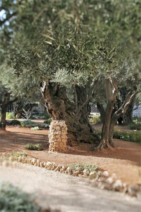 Jerozolima drzewa oliwne w Ogrodzie Getsemani
