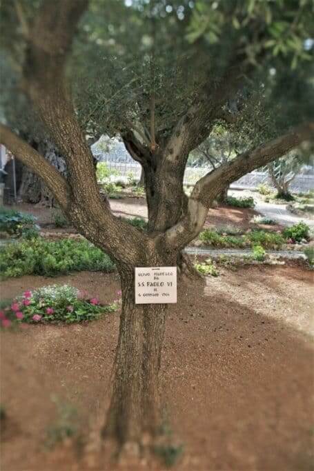 drzewa oliwne w Ogrodzie Getsemani Jerozolima