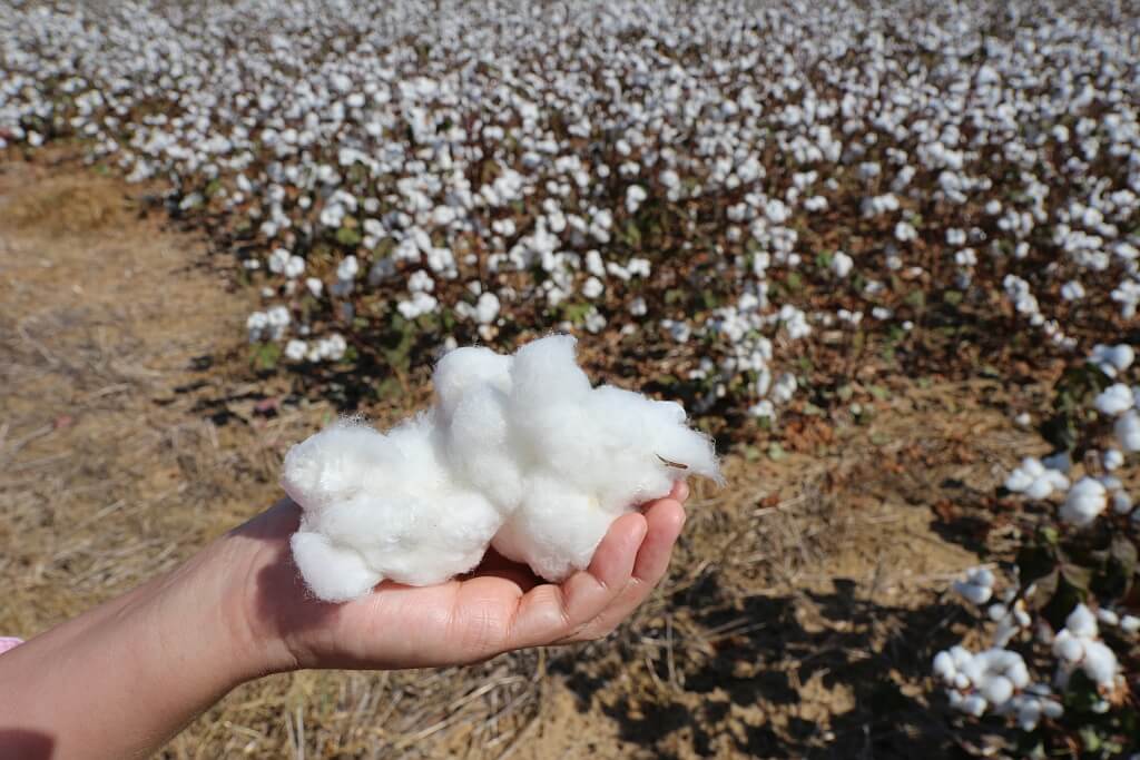 Plantacje w Luizjanie – Oak Alley i Rosedown 31 Bawelna w Luizjanie