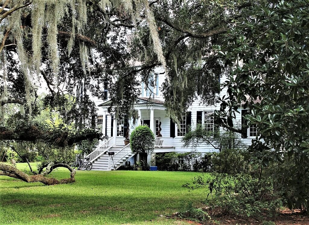 Forrest Gump z Beaufort 29 Beaufort-spanish-moss