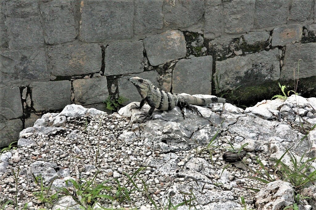 Chichen Itza iguana