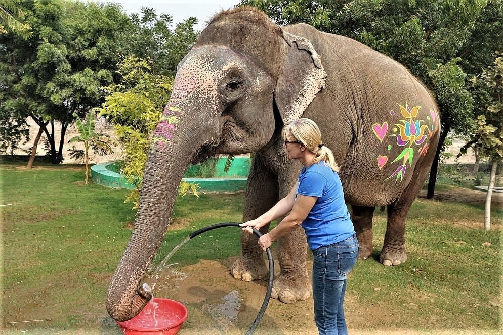 Elefantastic elephant sanctuary Jaipur