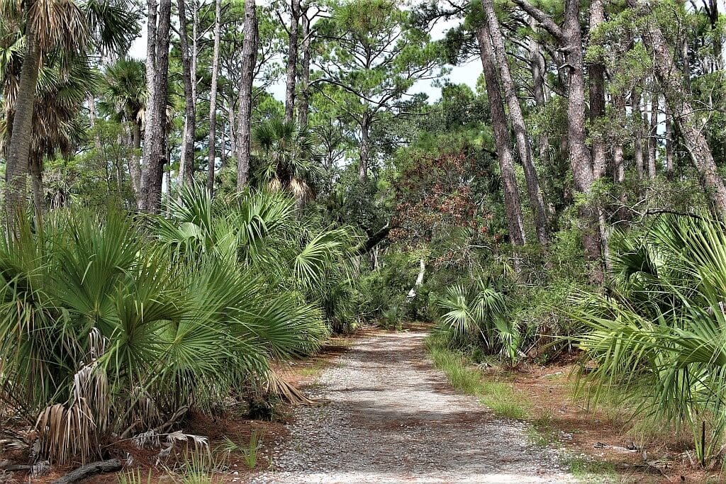 Forrest Gump z Beaufort 54 Beauford, SC.