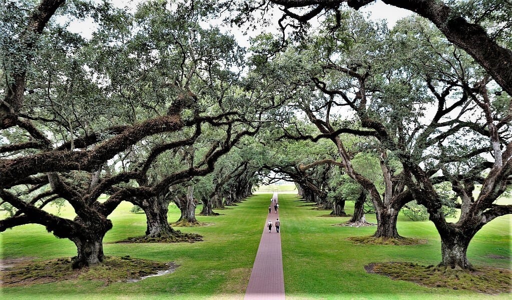 Plantacje w Luizjanie – Oak Alley i Rosedown 12 luizjana oak plantation