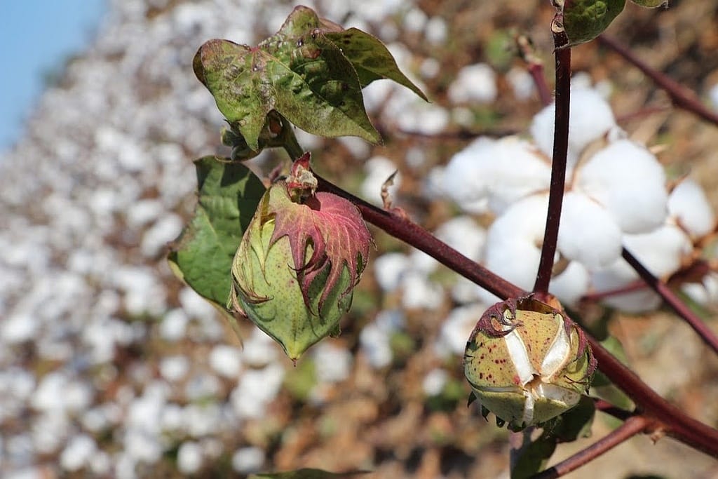Plantacje w Luizjanie – Oak Alley i Rosedown 32 plantacje w Luizjanie, bawełna.