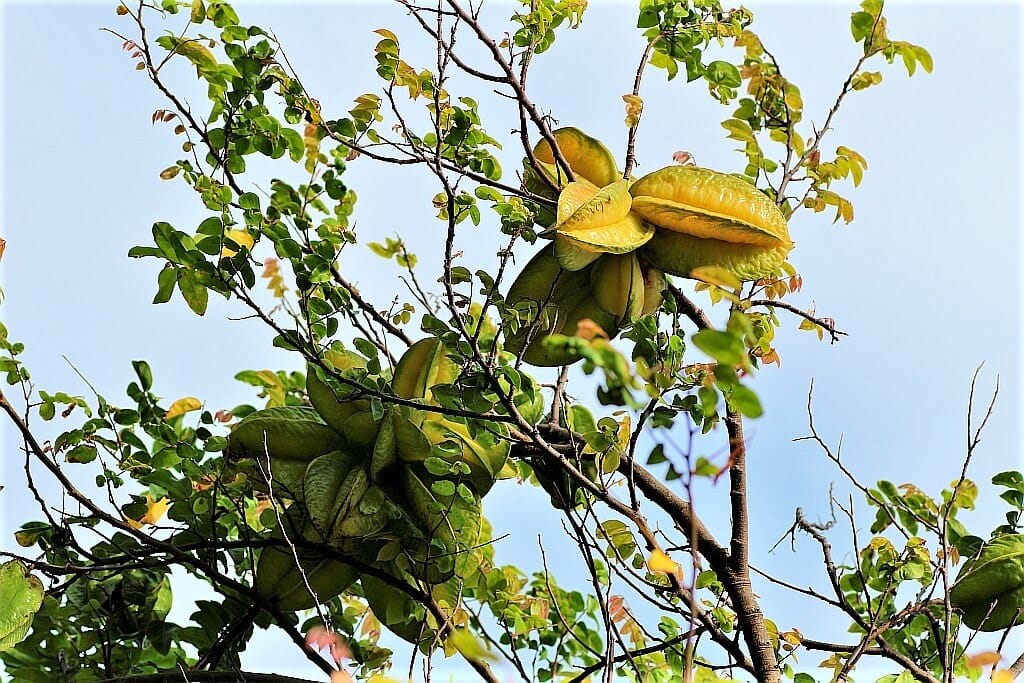 starfruit Saint Lucia