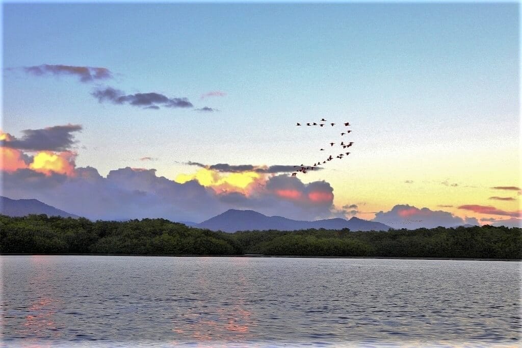 Caroni Bird Sanctuary Trynidad Szkarlatny ibis
