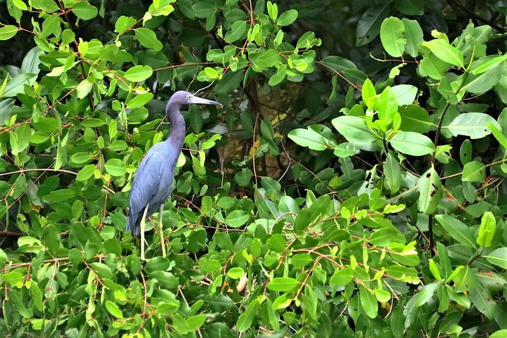 Trynidad, Caroni Bird Sanctuary