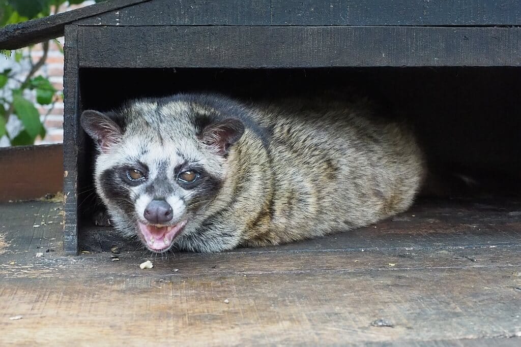 Co zobaczyć w Hanoi 7 Jawa, luwak,