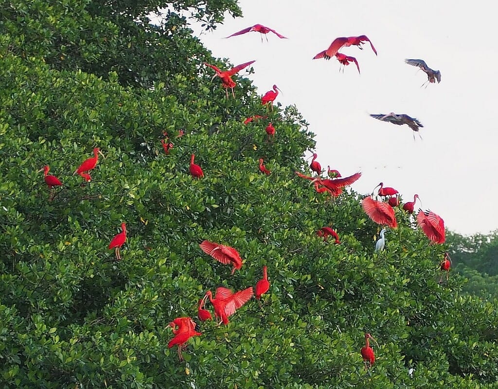 Trynidad Szkarlatny ibis Caroni Bird Sanctuary