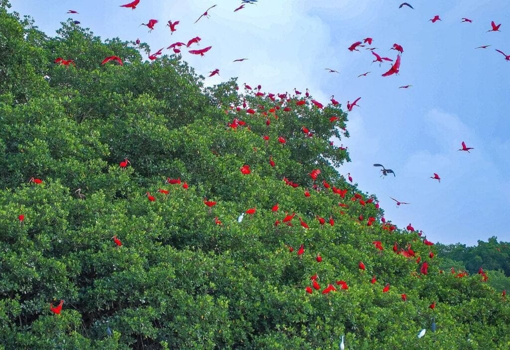 Trynidad i Tobago 2