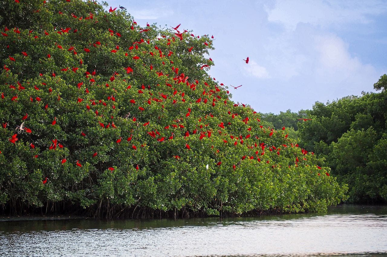 Trynidad i Tobago 6