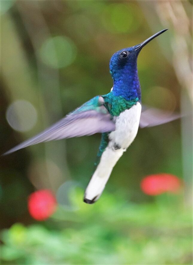 Trynidad. kolibry Yerette