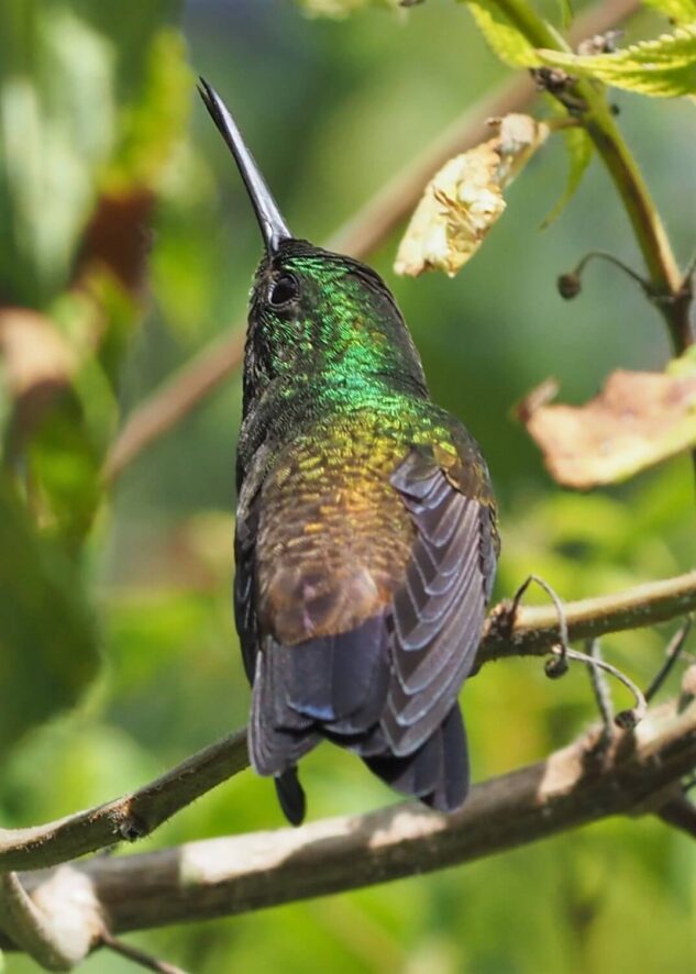 Trynidad. kolibry, Yerette