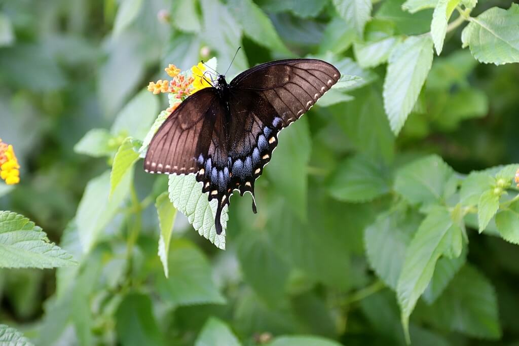 Tiger Swallowtail