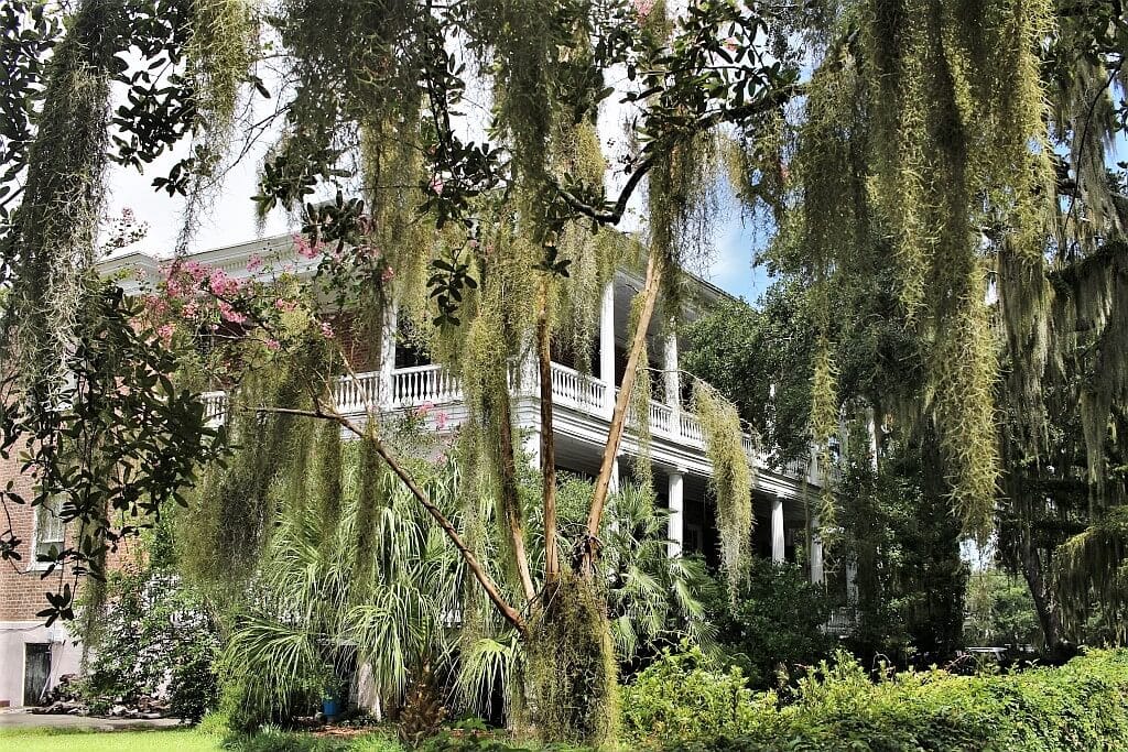 Forrest Gump z Beaufort 4 Forrest Gump Beaufort Spanish moss