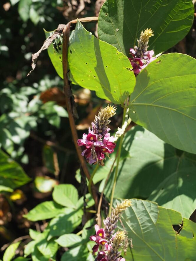 kudzu