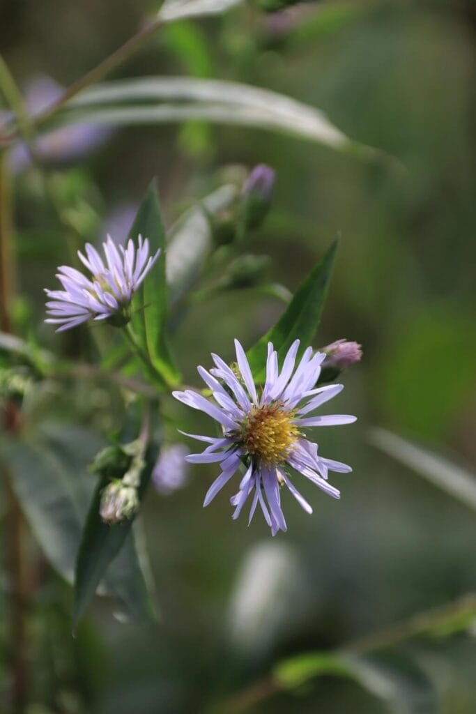 kwiat great smiky mountain