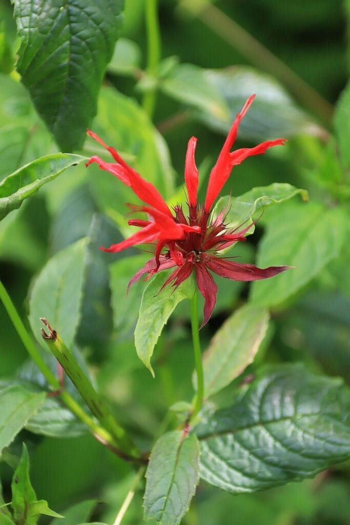 rosliny-great-smoky-mountain