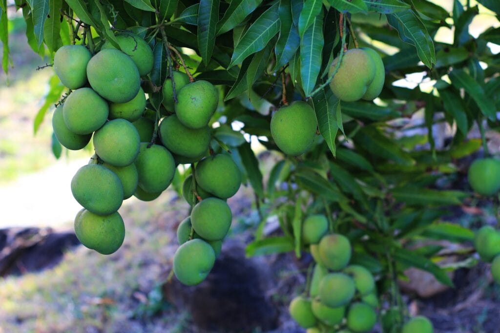 drzewo mango Gwadelupa