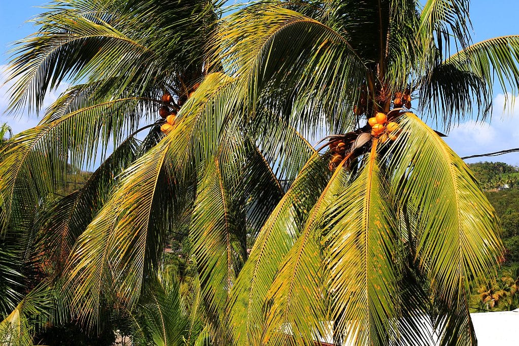palmy Gwadelupa