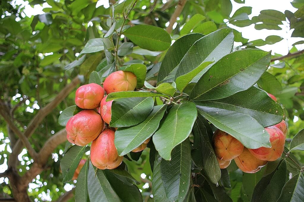 Co zobaczyć na Jamajce 32 Ackee na Jamajce