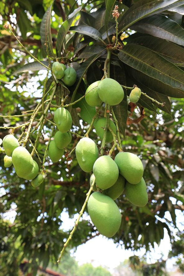 Indianie-Embera-mango