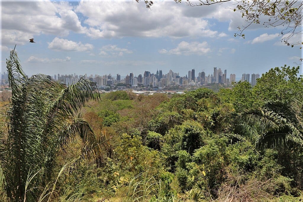 Leniwce w Panamie 15 Park Metropolitano Panama Leniwce