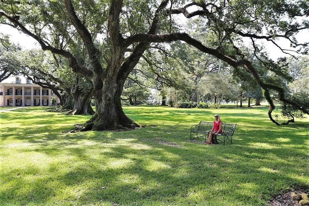 Plantacje w Luizjanie – Oak Alley i Rosedown 9 Plantacje w Luizjanie aleja debowa w Oak Alley