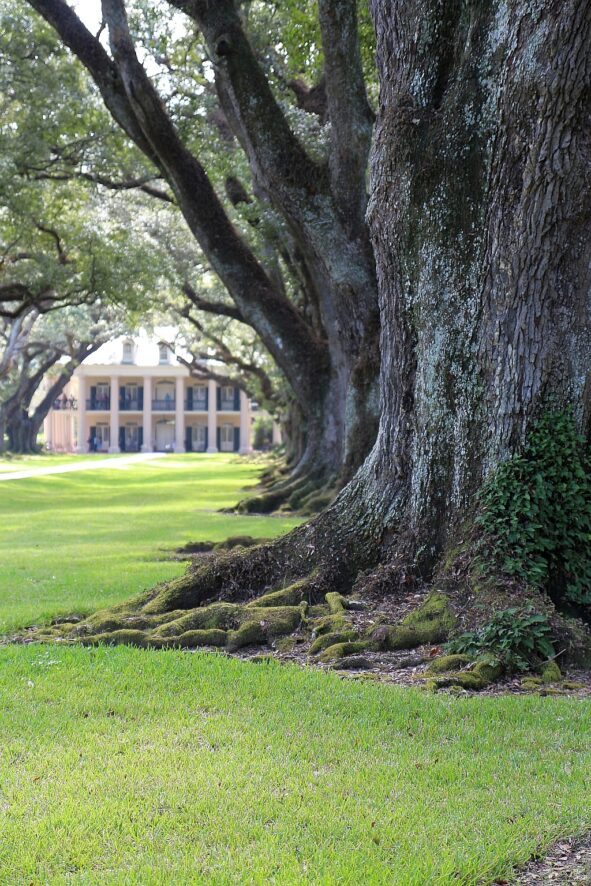 Plantacje w Luizjanie – Oak Alley i Rosedown 8 Oak Alley Louizjana.1 1