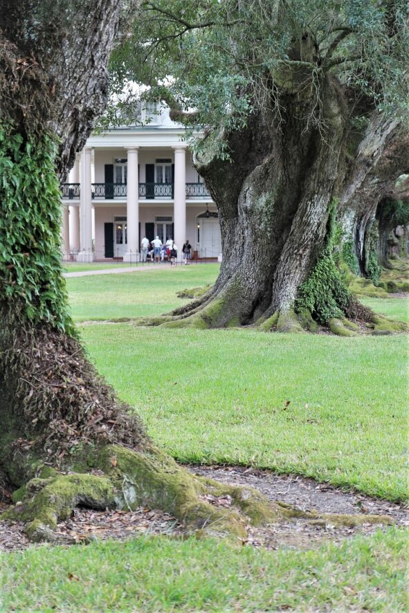 Plantacje w Luizjanie – Oak Alley i Rosedown 7 Oak Alley plantacje w luizjanie.3